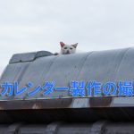 猫カレンダー製作の為に撮影に行きました。