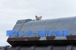 猫カレンダー製作の為に撮影に行きました。